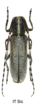 ac ISIC.jpg