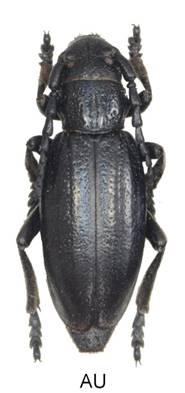 abg A.jpg