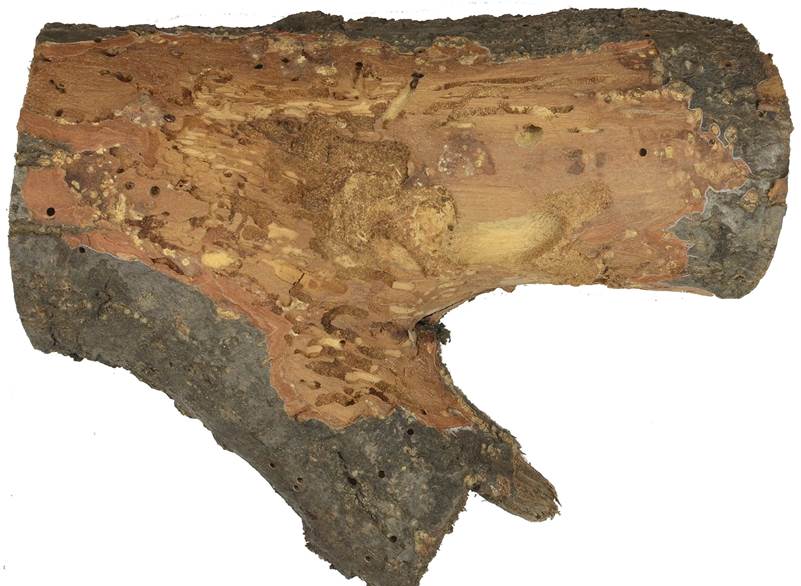 Pa CZ Quercus.JPG