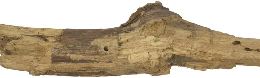 Pb CZ Quercus.JPG