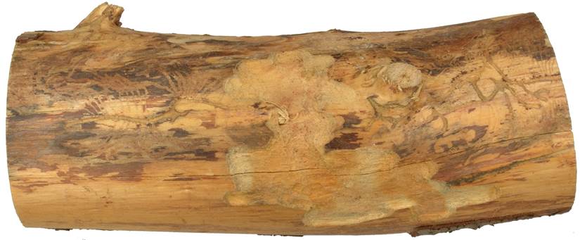 Pa ESP Pinus.JPG