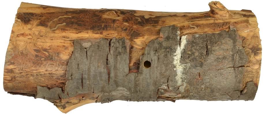 Pb ESP Pinus.JPG