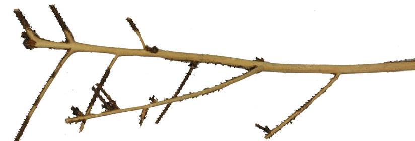 Pg CZ Picea.JPG