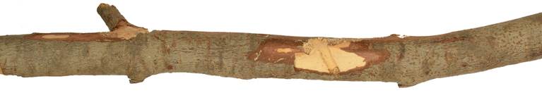 aab Kypr borovice.JPG