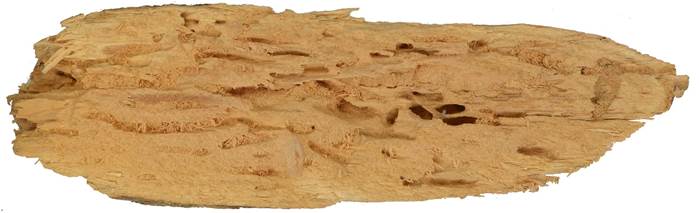 Pb CZ Picea.JPG