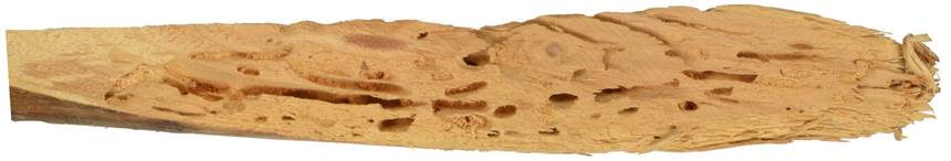 Pc CZ Picea.JPG